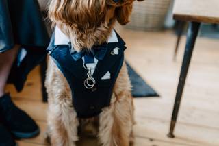 Hannah's Wedding Dog Chaperone - 7