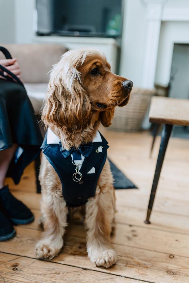 Hannah's Wedding Dog Chaperone - 2