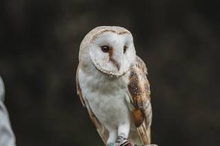 Barn Owl Ring Bearer - 5