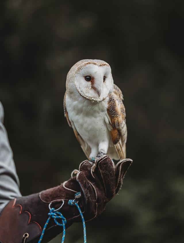 Barn Owl Ring Bearer - 2