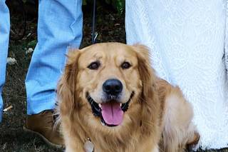 Short Legs Dog Care - 9
