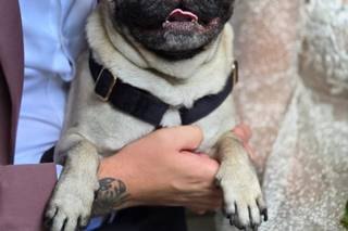 Woofs and Weddings - 20