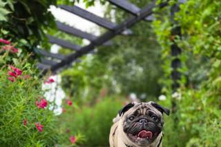 Woofs and Weddings - 21