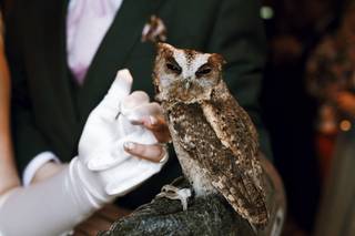 Barn Owl Ring Bearer - 18