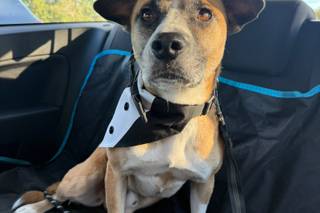 Dolly & Co Weddings | Wedding Dog Chaperone - 6