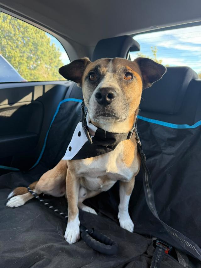Dolly & Co Weddings | Wedding Dog Chaperone - 2