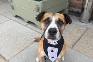 Dolly & Co Weddings | Wedding Dog Chaperone - 7