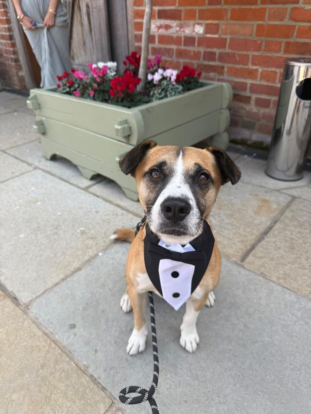 Dolly & Co Weddings | Wedding Dog Chaperone - 3