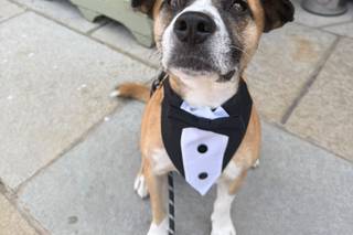 Dolly & Co Weddings | Wedding Dog Chaperone - 8