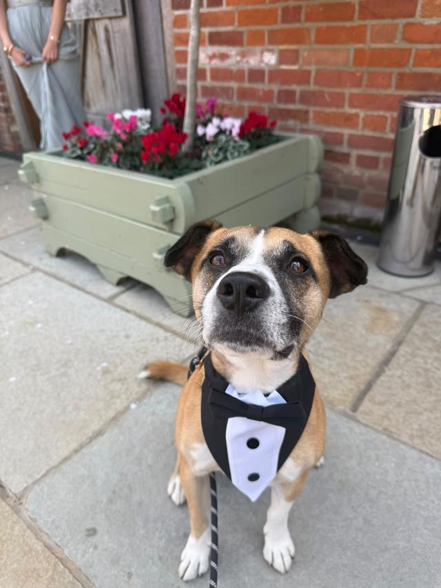 Dolly & Co Weddings | Wedding Dog Chaperone - 4