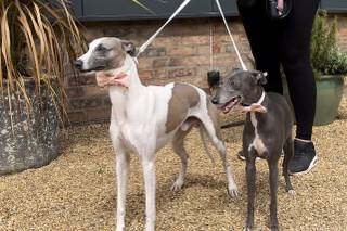 BOW-Tiful by Kate - 5