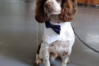 BOW-Tiful by Kate - 9