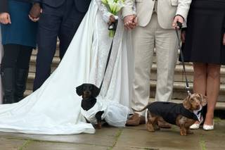 Can't say I do without you - Dog Chaperone - 6