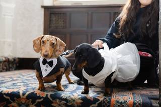 Can't say I do without you - Dog Chaperone - 8