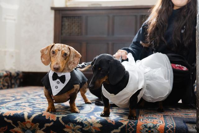 Can't say I do without you - Dog Chaperone - 3