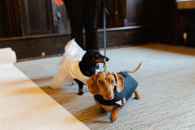 Can't say I do without you - Dog Chaperone - 4