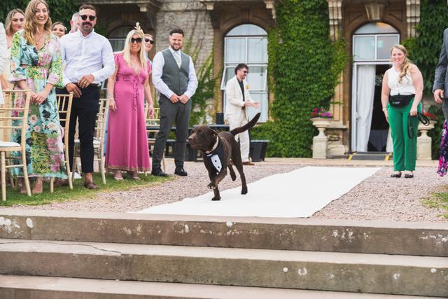 Healthy Paws - Dog Wedding Chaperone Service - 1