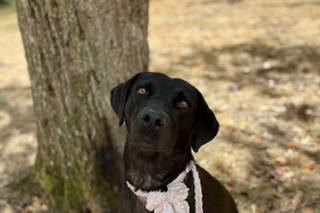 Hannah's Wedding Dog Chaperone - 6