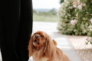 Healthy Paws - Dog Wedding Chaperone Service - 13