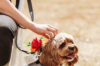 Hannah's Wedding Dog Chaperone - 8