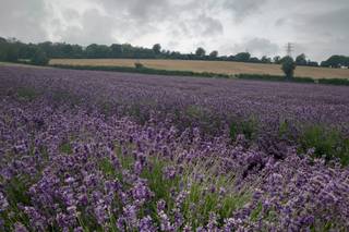 The Sparkling Celebrant - 30