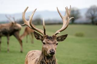 Deer Park Weddings - 7