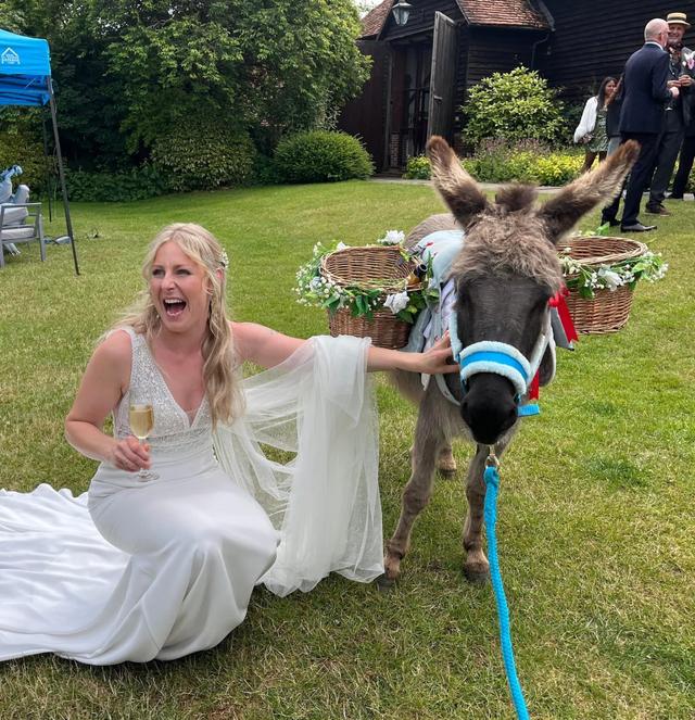 The Champagne Donkey - 2