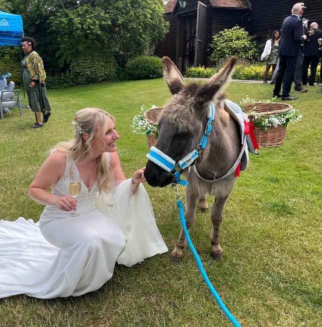 The Champagne Donkey - 3