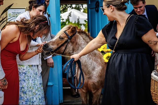 London & Cambridge Pony Parties - 1