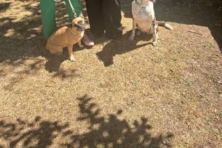 Healthy Paws - Dog Wedding Chaperone Service - 11