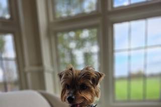 Woofs and Weddings - 14