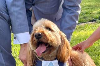 All Paws Weddings - 7
