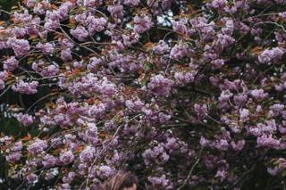 Wild Daisy Photography - 5