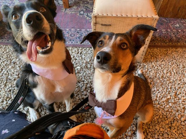 Wags & Whiskers - Wedding Dog Chaperone - 1