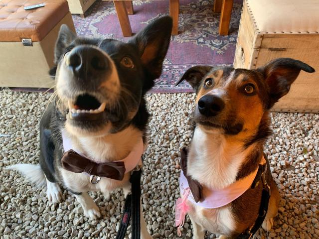 Wags & Whiskers - Wedding Dog Chaperone - 3