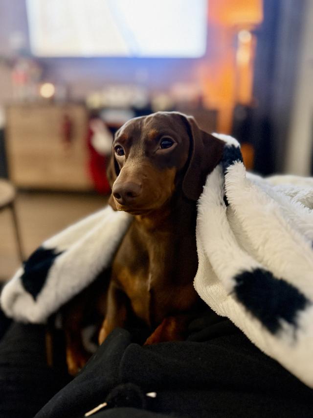 Can't say I do without you - Dog Chaperone - 1