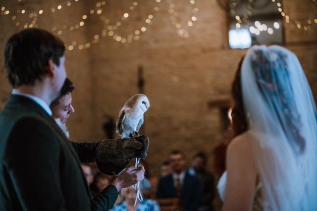 Apollo Falconry - 1