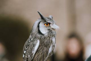 Apollo Falconry - 7