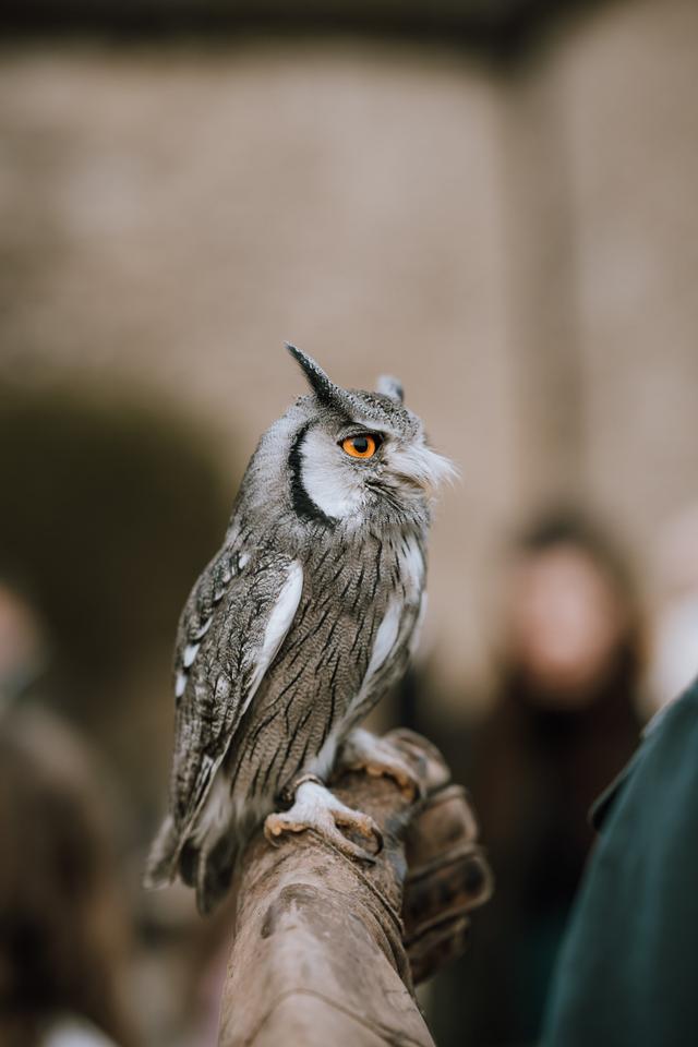 Apollo Falconry - 2