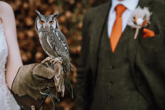 Apollo Falconry - 4