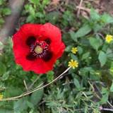 LuxuriousBrownCars76870