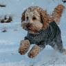 Mollie