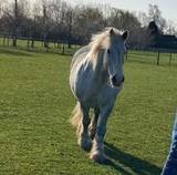 ExpensiveYellowFlowers48617