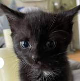 Tom