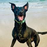 Penny