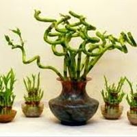 Re: Lucky Bamboo Plant Wedding Favors - Where to source?