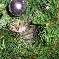 Re: O/T Show me your pets!!