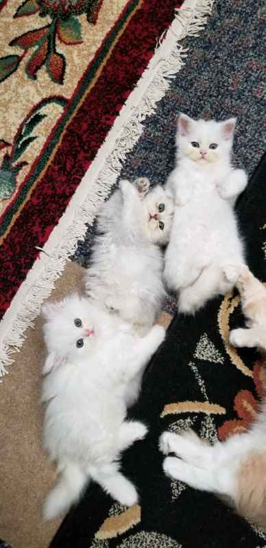 Is this a good deal?! - 3