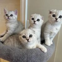 Is this a good deal?! - 2