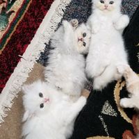 Is this a good deal?! - 3